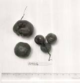 Click for 1 image(s) for this accession. FRUIT